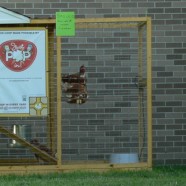 School #60 Nap Town Chickens